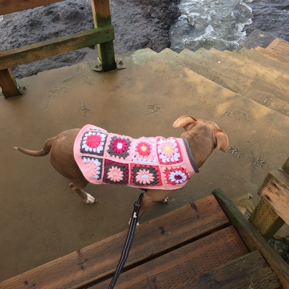 Colorful Crochet Dog Sweater - Picture 4 of 6